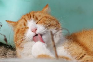 Pet Owners From Around The World Share Their Animals' Power Moves