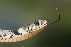 Knowledgable People Around The World Debunk Bad Survival Advice