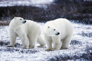 Knowledgable People Around The World Debunk Bad Survival Advice