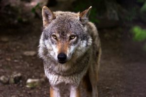 Knowledgable People Around The World Debunk Bad Survival Advice