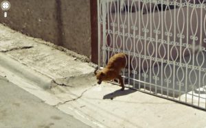 People From Around The World Share The Weirdest Google Street Views
