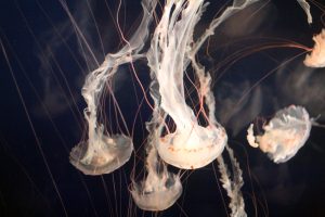 Divers From Around The World Share Tales From The Deep