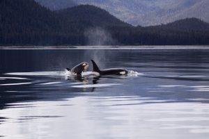 Divers From Around The World Share Tales From The Deep