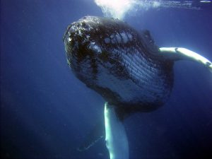 Divers From Around The World Share Tales From The Deep