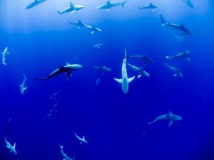 Divers From Around The World Share Tales From The Deep