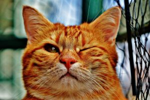 Pet Owners From Around The World Share Their Animals' Power Moves