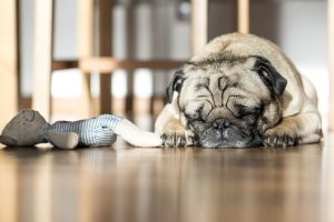 Pet Owners From Around The World Share Their Animals' Power Moves