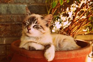 Pet Owners From Around The World Share Their Animals' Power Moves