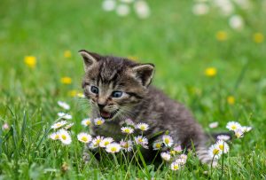 Pet Owners From Around The World Share Their Animals' Power Moves