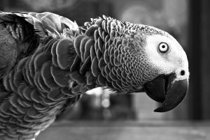 Pet Owners From Around The World Share Their Animals' Power Moves