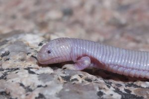 40 Animals From Around The World That Look Like Aliens