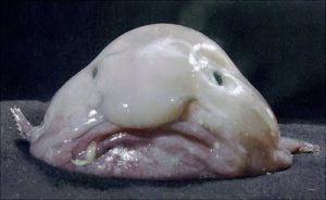 40 Animals From Around The World That Look Like Aliens