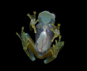 40 Animals From Around The World That Look Like Aliens