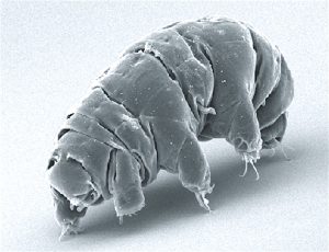 40 Animals From Around The World That Look Like Aliens