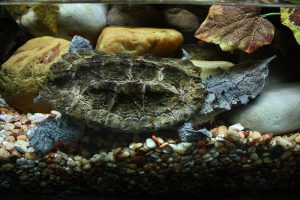 40 Animals From Around The World That Look Like Aliens