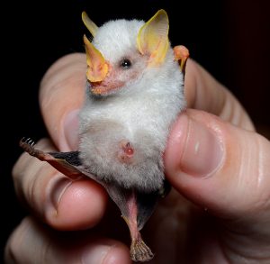 40 Animals From Around The World That Look Like Aliens