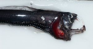 40 Animals From Around The World That Look Like Aliens