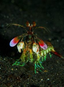 40 Animals From Around The World That Look Like Aliens