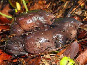 40 Animals From Around The World That Look Like Aliens
