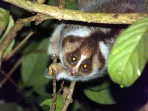40 Animals From Around The World That Look Like Aliens
