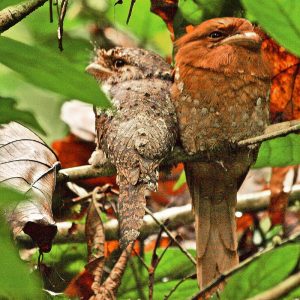 40 Animals From Around The World That Look Like Aliens