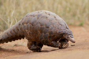 40 Animals From Around The World That Look Like Aliens
