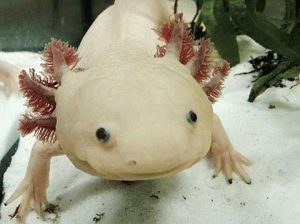 40 Animals From Around The World That Look Like Aliens