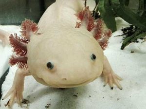 40 Animals From Around The World That Look Like Aliens