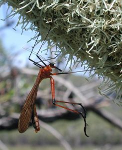 40 Animals From Around The World That Look Like Aliens