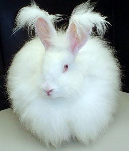 40 Animals From Around The World That Look Like Aliens
