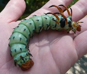 40 Animals From Around The World That Look Like Aliens