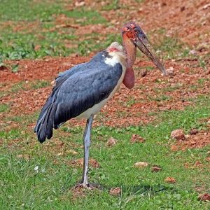 40 Animals From Around The World That Look Like Aliens