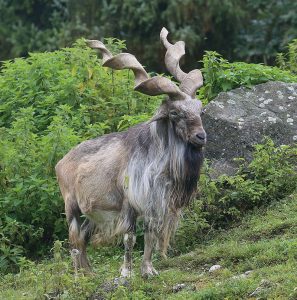 40 Animals From Around The World That Look Like Aliens