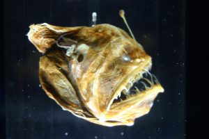 40 Animals From Around The World That Look Like Aliens