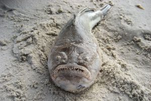40 Animals From Around The World That Look Like Aliens
