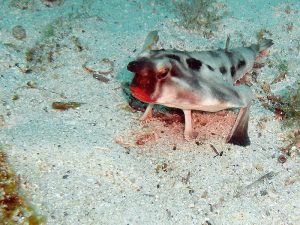 40 Animals From Around The World That Look Like Aliens