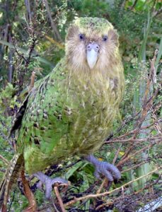 40 Animals From Around The World That Look Like Aliens