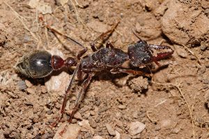 Australia's Most Dangerous Animals, Ranked