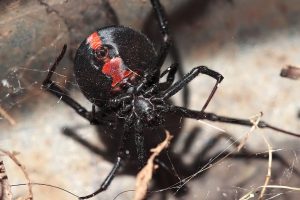 Australia's Most Dangerous Animals, Ranked