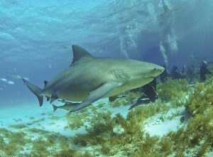 Australia's Most Dangerous Animals, Ranked
