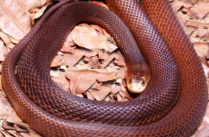 Australia's Most Dangerous Animals, Ranked