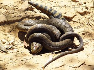 Australia's Most Dangerous Animals, Ranked