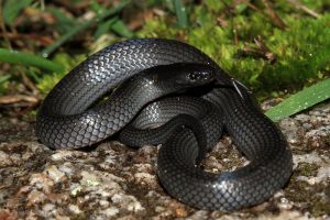 Australia's Most Dangerous Animals, Ranked