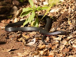 Australia's Most Dangerous Animals, Ranked