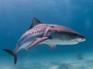 Australia's Most Dangerous Animals, Ranked