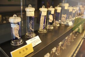 The Weirdest Museums In The World, Ranked