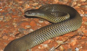Australia's Most Dangerous Animals, Ranked