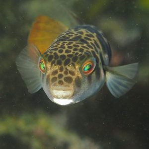 Australia's Most Dangerous Animals, Ranked