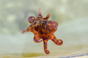 Australia's Most Dangerous Animals, Ranked