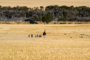 Australia's Most Dangerous Animals, Ranked
